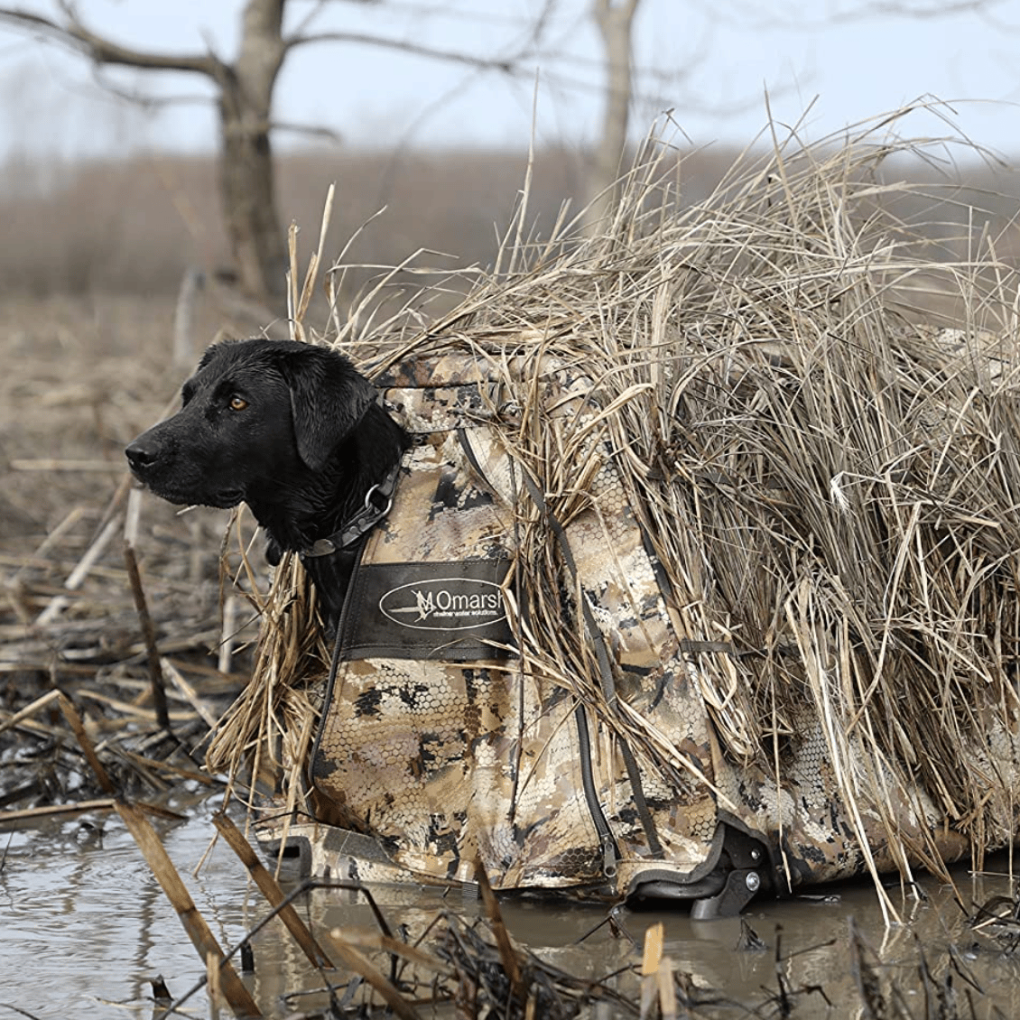 3-best-hunting-dog-stand-options-2022-buying-guide