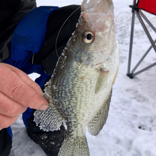 How to Catch Crappie Ice Fishing Guide Series)